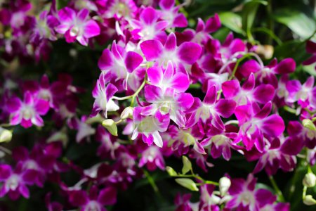 Foto de Hermosas flores de orquídea púrpura. Fondo de flores. - Imagen libre de derechos