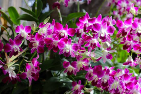 Schöne lila Orchideenblüten. Blume Hintergrund.