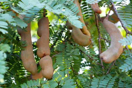 Tamarind fruits with green leaves