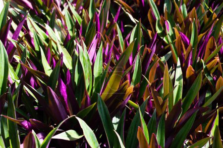 Boat-lily, Oyster Lily, Oyster Plant, White-flowered Tradescantia