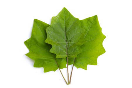 Grünes Blatt der behaarten Aubergine, Solanum stramonifolium Jacq