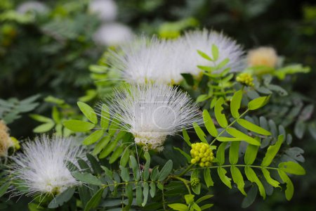 Calliandra haematocephala, flores blancas en el árbol