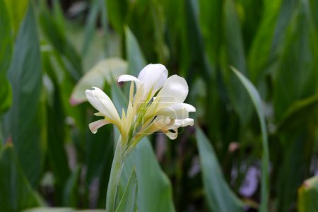 Blühende Canna Lilie Blume mit grünen Blättern