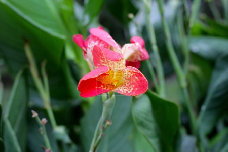 Blühende Canna Lilie Blume mit grünen Blättern