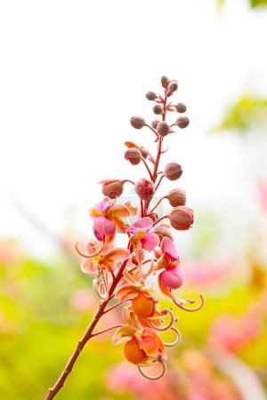 Blooming pink cassia grandis flower on tree
