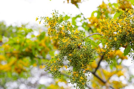 Téléchargez les photos : Fleur jaune de Birmanie padauk arbre - en image libre de droit