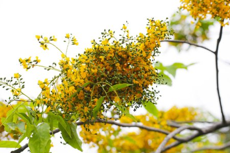 Téléchargez les photos : Fleur jaune de Birmanie padauk arbre - en image libre de droit