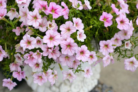 Blooming pink and white surfinia flowers