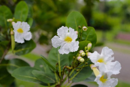Weiße Blume von tabebuia bleich