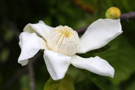 Weiße Gustavia, Carpel Blume, Blume oder Gustavia gracillima miers