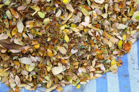 Braune getrocknete Blätter des Regenbaums. Getrocknete Blätter für die Kompostierung