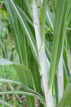 Fresh sugarcane in the garden