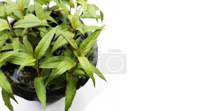 Vietnamese coriander on white background.