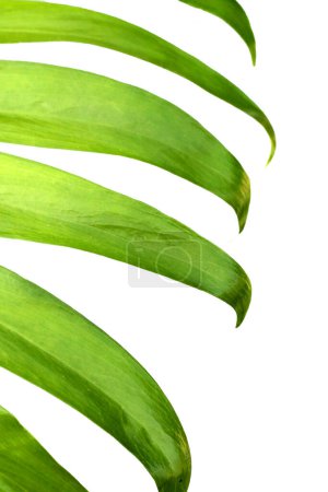 Téléchargez les photos : Epipremnum pinnatum monstera feuilles de plantes - en image libre de droit