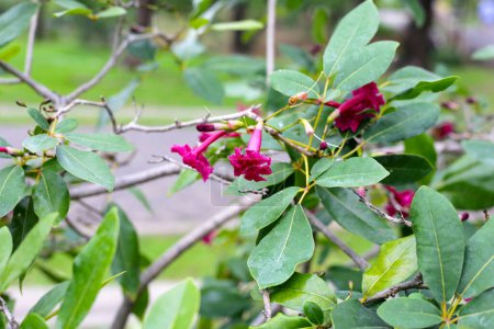 Tabebuia heterophylla red flower on tree