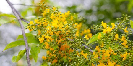 Foto de Flor amarilla del árbol padauk de Birmania - Imagen libre de derechos