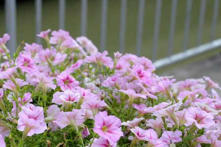 Flores surfinia rosa y blanca florecientes