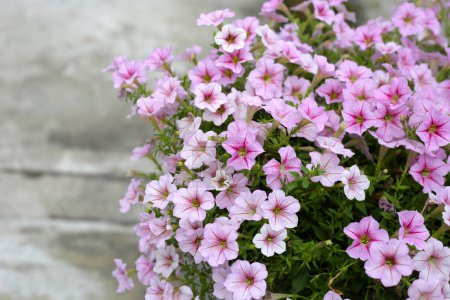 Blooming pink and white surfinia flowers