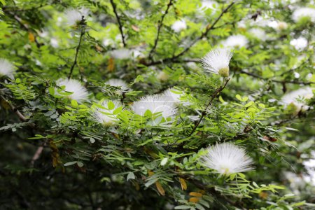Calliandra haematocephala, weiße Blüten auf Baum