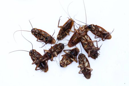 Gruppe toter Kakerlaken auf weißem Hintergrund