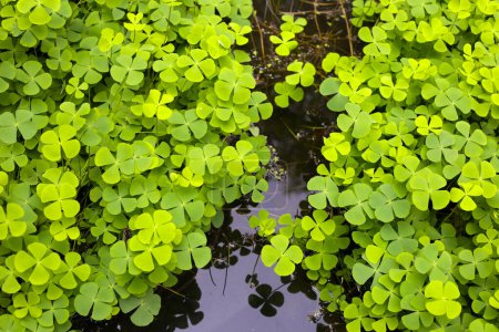 Foto de Planta de agua Marsilea crenata en estanque. Hermosas hojas verdes - Imagen libre de derechos