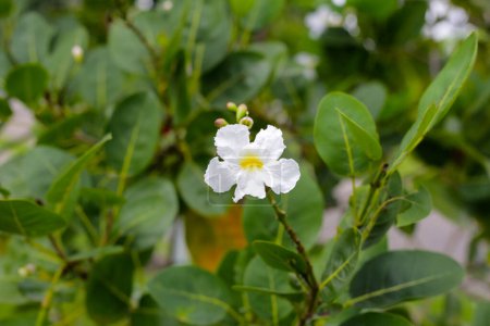 Weiße Blume von tabebuia bleich