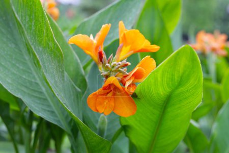 Blooming canna lily flower with green leaves