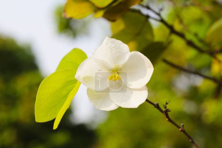 lirio de orquídea Bauhinia, flor blanca