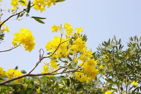 Silbertrompetenbaum, Baum des Goldes, paraguayischer Silbertrompetenbaum