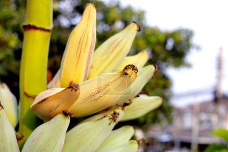 Frische Bananenfrüchte, Silver Bluggoe oder Musa ABB Gruppenbanane