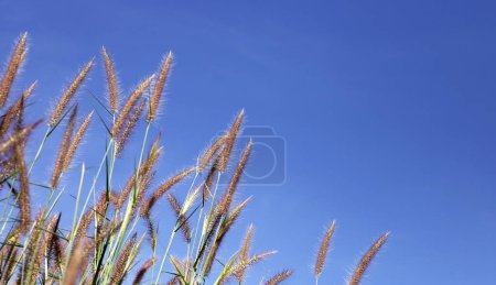 Grass flowers with blue sky