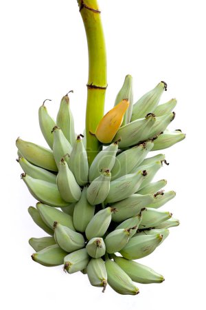 Ramo de plátano, grupo Musa ABB plátano