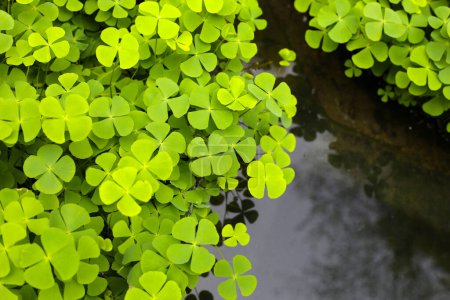 Foto de Planta de agua Marsilea crenata en estanque. Hermosas hojas verdes - Imagen libre de derechos