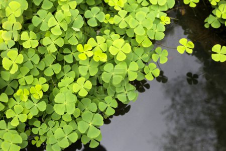 Marsilea crenata plante d'eau dans l'étang. Belles feuilles vertes
