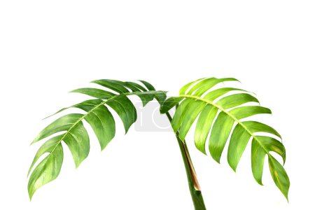 Téléchargez les photos : Epipremnum pinnatum monstera feuilles de plantes - en image libre de droit