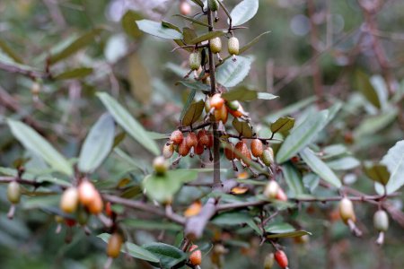 Fruits d'elaeagnus pungens, épineux-olive