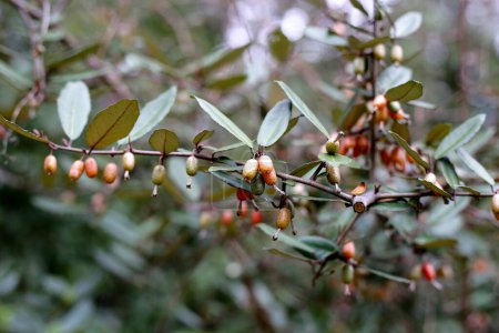 Frutos de elaeagnus pungens, Thorny-Olive