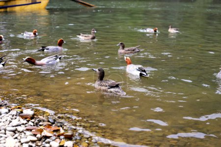 Ducks swimming on Katsura river in Arashiyama, Kyoto, Japan