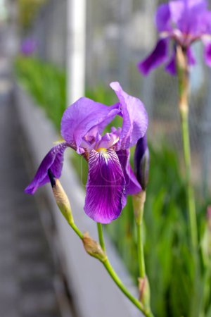 Iris germanica fleur pourpre dans le gaden