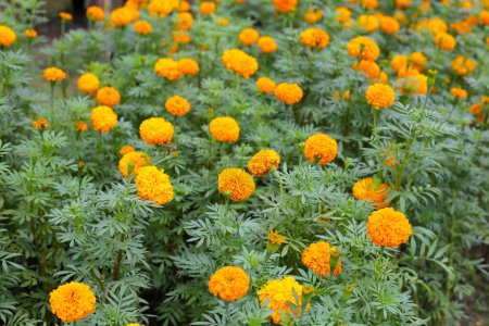 Beautiful marigold flower in the garden