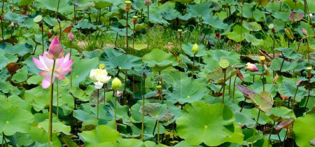 Fleur de lotus rose fleurissant dans un étang aux feuilles vertes. Lac Lotus, beau fond naturel.