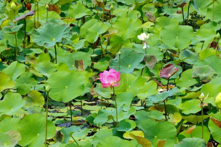 Rosafarbene Lotusblume blüht im Teich mit grünen Blättern. Lotussee, schöne Naturkulisse.