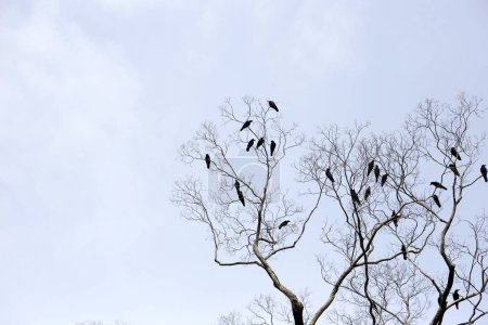 Japanische Krähen auf einem Baum im Yasaka-Schrein, Stadt Kyoto, Japan