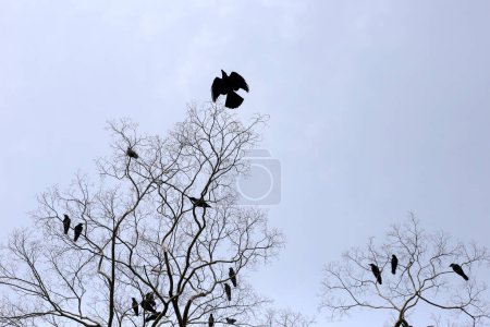 Japanische Krähen auf einem Baum im Yasaka-Schrein, Stadt Kyoto, Japan