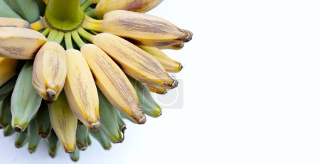 Fresh banana fruit, Silver bluggoe or Musa ABB group banana