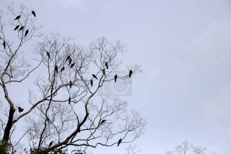 Photo for Japanese crows on tree in Yasaka shrine, Kyoto city, Japan - Royalty Free Image