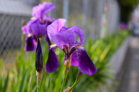 Iris germanica flor púrpura en el gaden