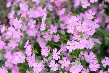 Silene pendula flor rosa en el jardín