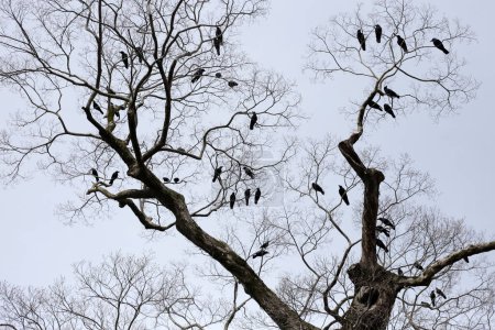 Cuervos japoneses en el árbol en el santuario de Yasaka, ciudad de Kyoto, Japón