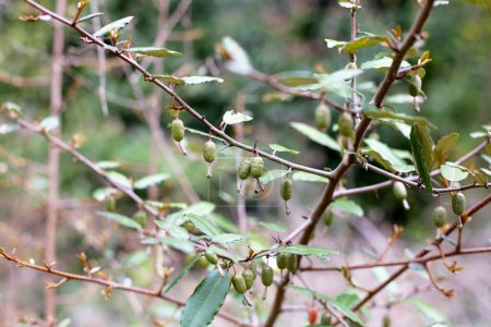 Früchte von elaeagnus pungens, Dornig-Olive
